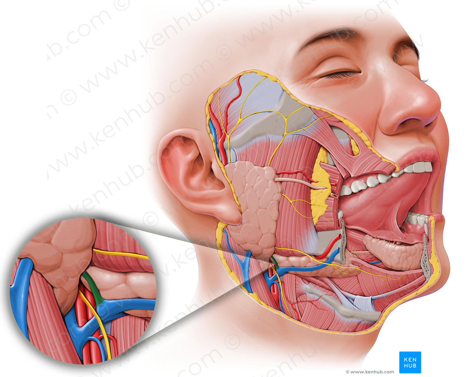 Anterior division of retromandibular vein (#30)