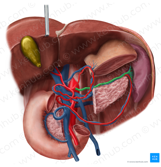 Splenic artery (#1807)