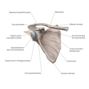 Scapula: Anterior view (German)