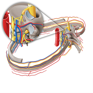 Spinal nerve (#21277)