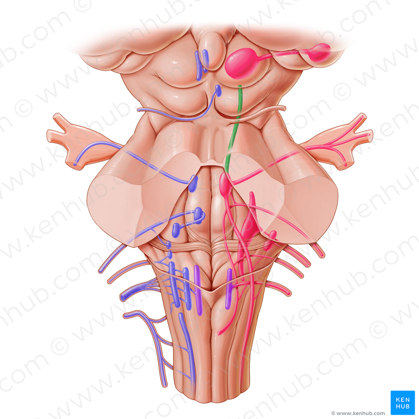 Mesencephalic nucleus of trigeminal nerve (#7212)