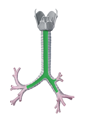 Membranous wall of trachea (#7649)