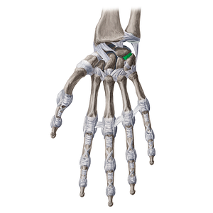 Palmar lunotriquetral ligament (#20255)