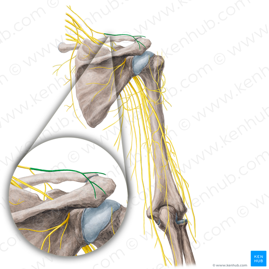 Lateral supraclavicular nerves (#21774)