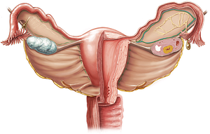 Ovarian artery (#1575)