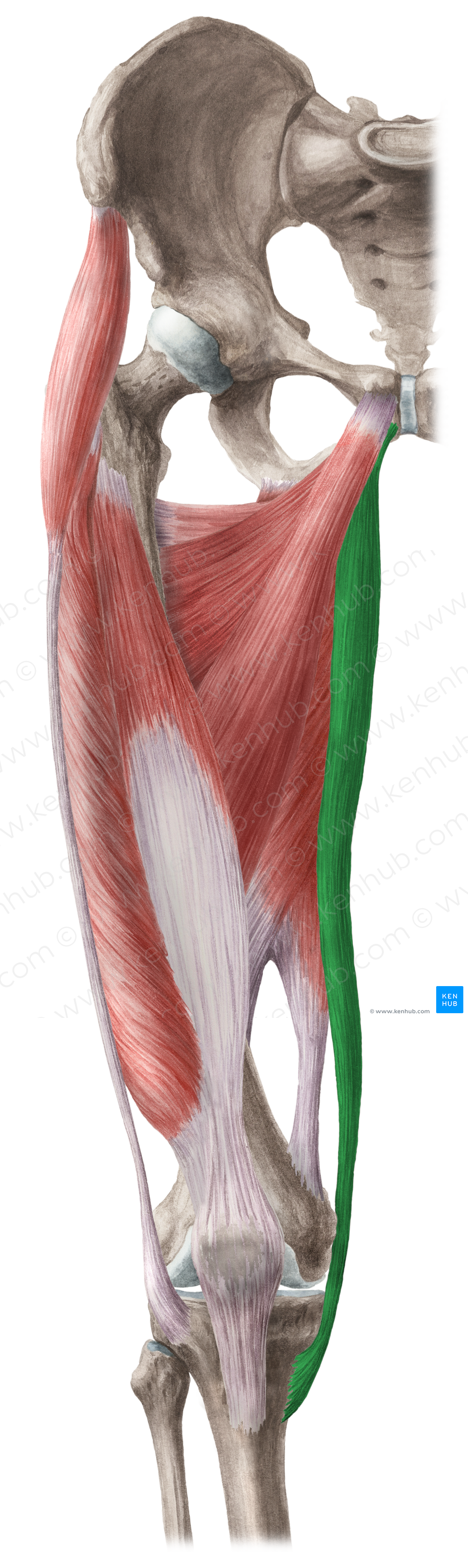 Gracilis muscle (#5438)