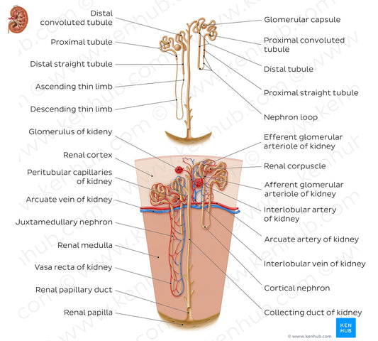 Nephron (English)