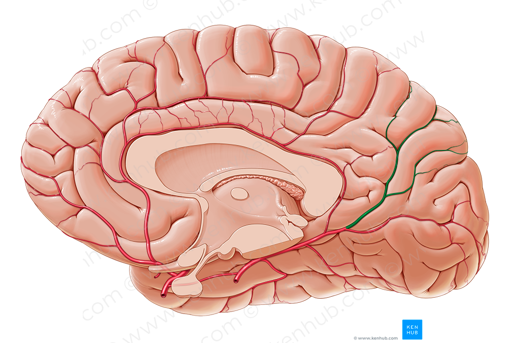 Parietooccipital branch of medial occipital artery (#8770)