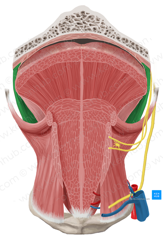 Palatoglossus muscle (#5699)