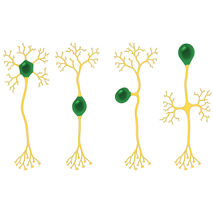 Nerve cell body (#14461)