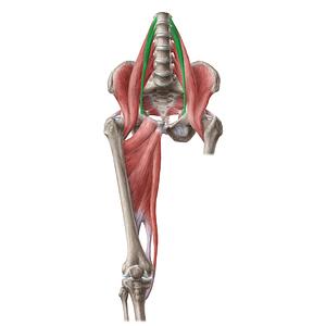 Psoas minor muscle (#19644)