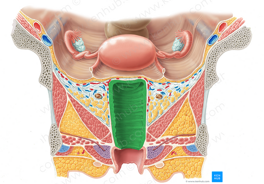 Vagina (#9885)