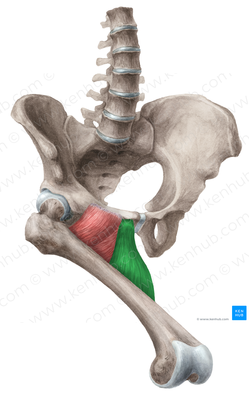 Adductor longus muscle (#5184)