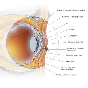Anterior eye: sagittal section (Portuguese)