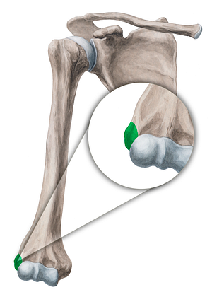 Lateral epicondyle of humerus (#3397)