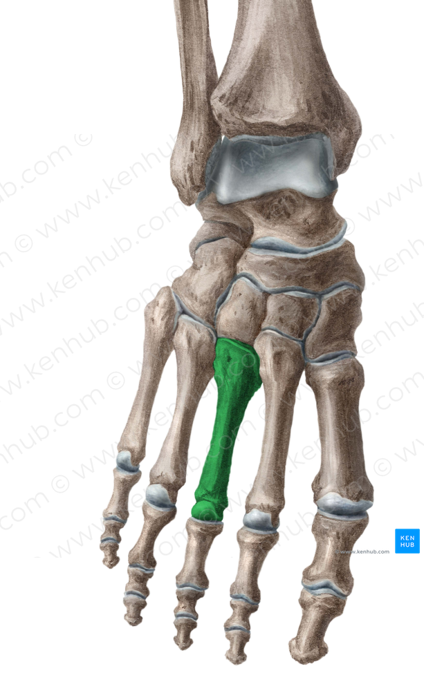 3rd metatarsal bone (#7426)