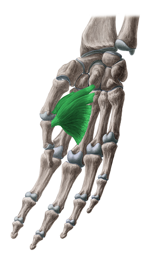 Adductor pollicis muscle (#5197)