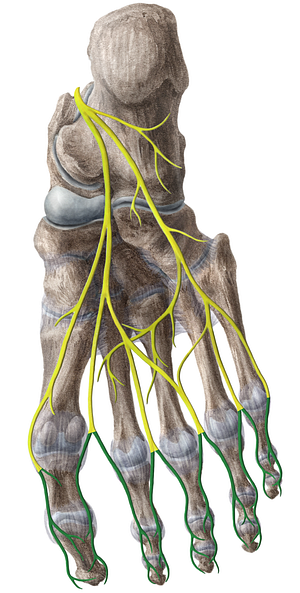 Proper plantar digital nerves (#6227)