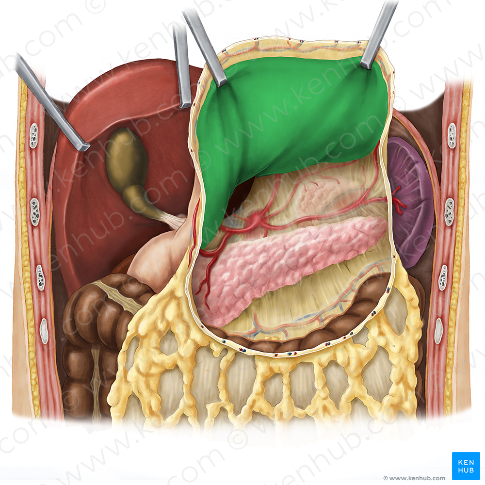 Posterior wall of stomach (#7652)