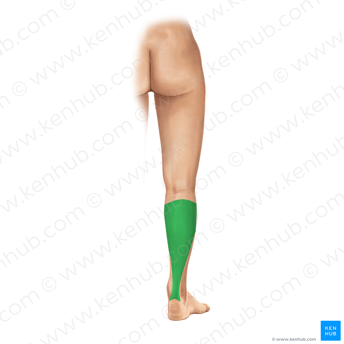 Posterior region of leg (#408)