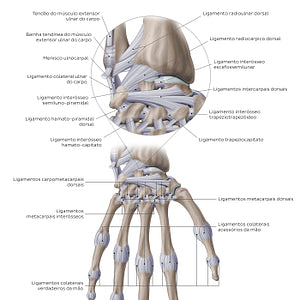 Ligaments of the wrist and hand: Dorsal view (Portuguese)