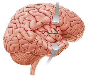 Superior and inferior cortical parts of middle cerebral artery (#8575)