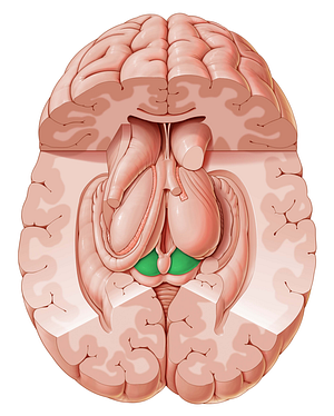 Superior colliculus (#2665)