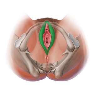 Labium majus of vulva (#13609)