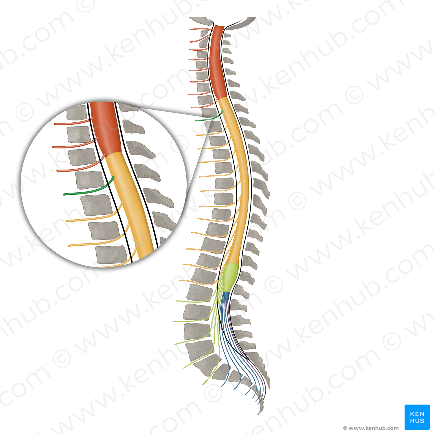 Spinal nerve T1 (#16112)