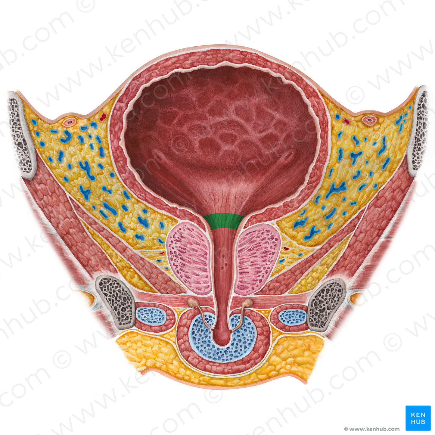 Neck of urinary bladder (#2583)