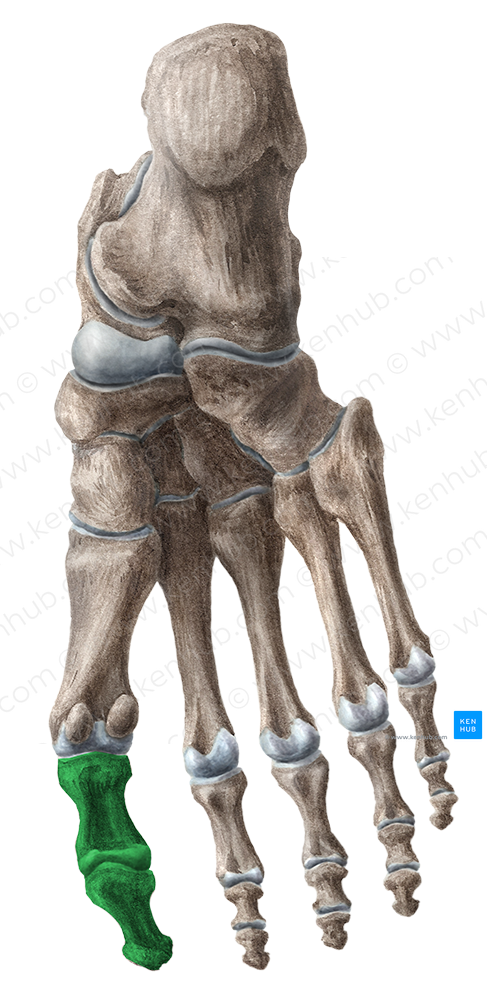 Great toe (#55)