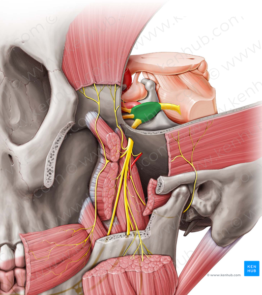 Trigeminal ganglion (#4039)