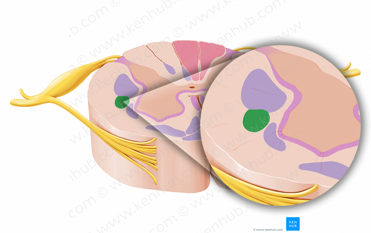 Rubrospinal tract (#12058)