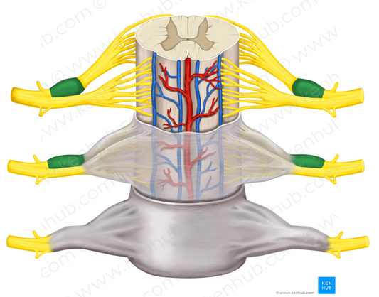 Spinal ganglion (#4010)