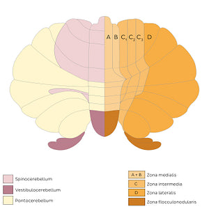 Cerebellum - divisions and zones (schematic) (Latin)