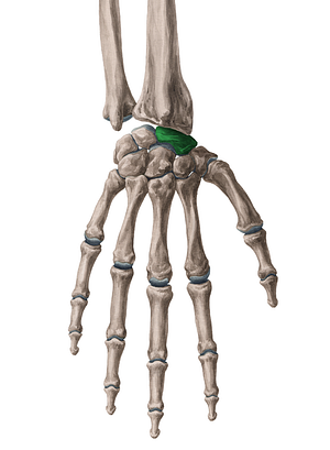 Scaphoid bone (#7505)