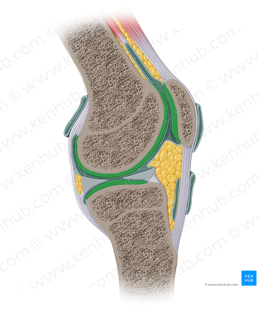 Articular cartilage of knee joint (#14117)