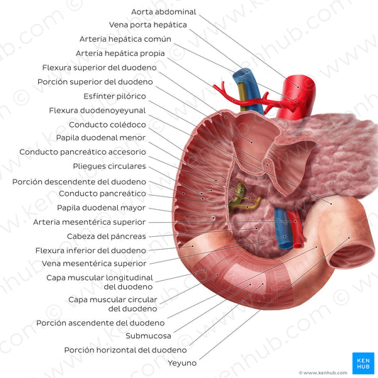 Duodenum (Spanish)