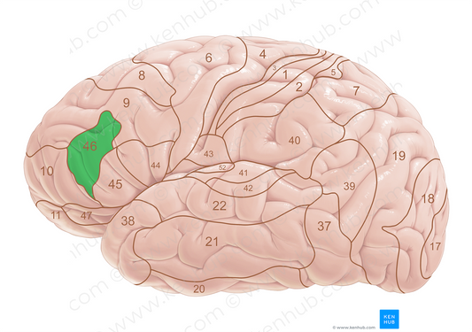 Brodmann area 46 (#18059)