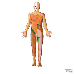 L1 dermatome (#20858)