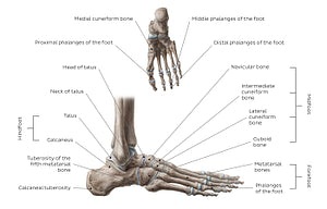 Bones of the foot (English)