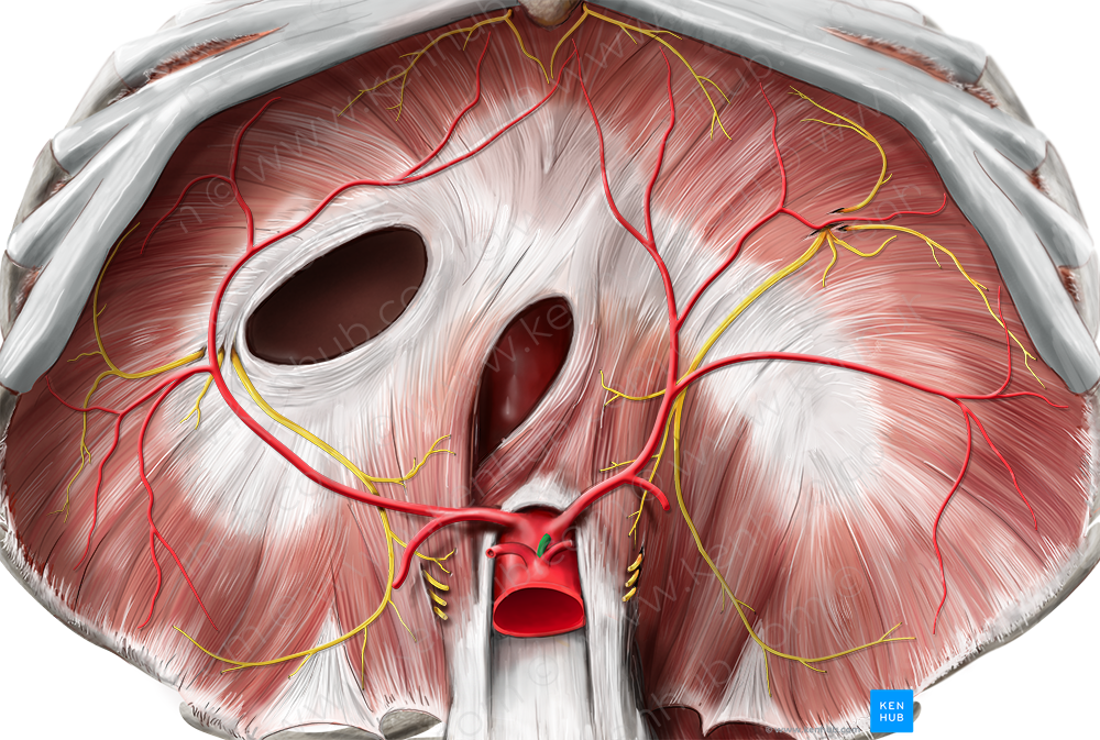 Left gastric artery (#1285)