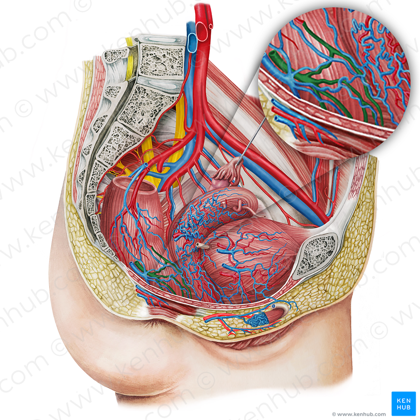 Right middle anorectal artery (#16894)