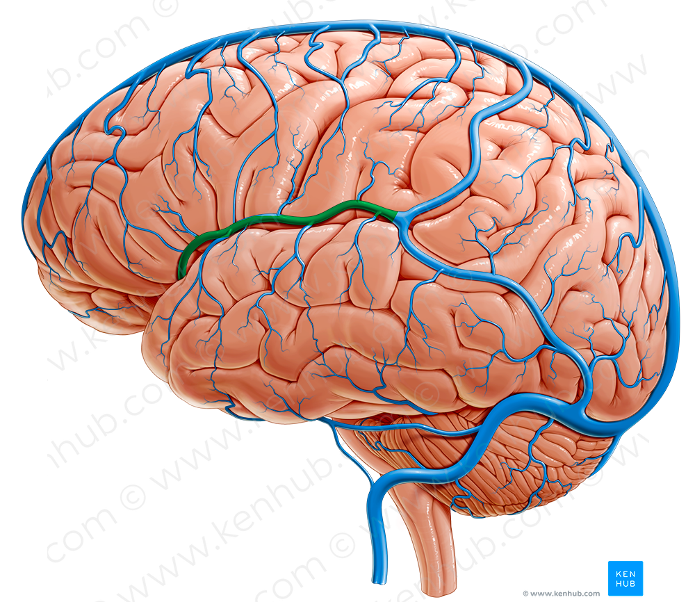 Superficial middle cerebral vein (#10402)