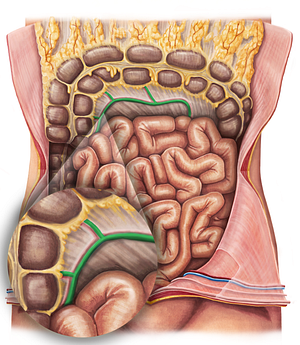 Middle colic vein (#10119)