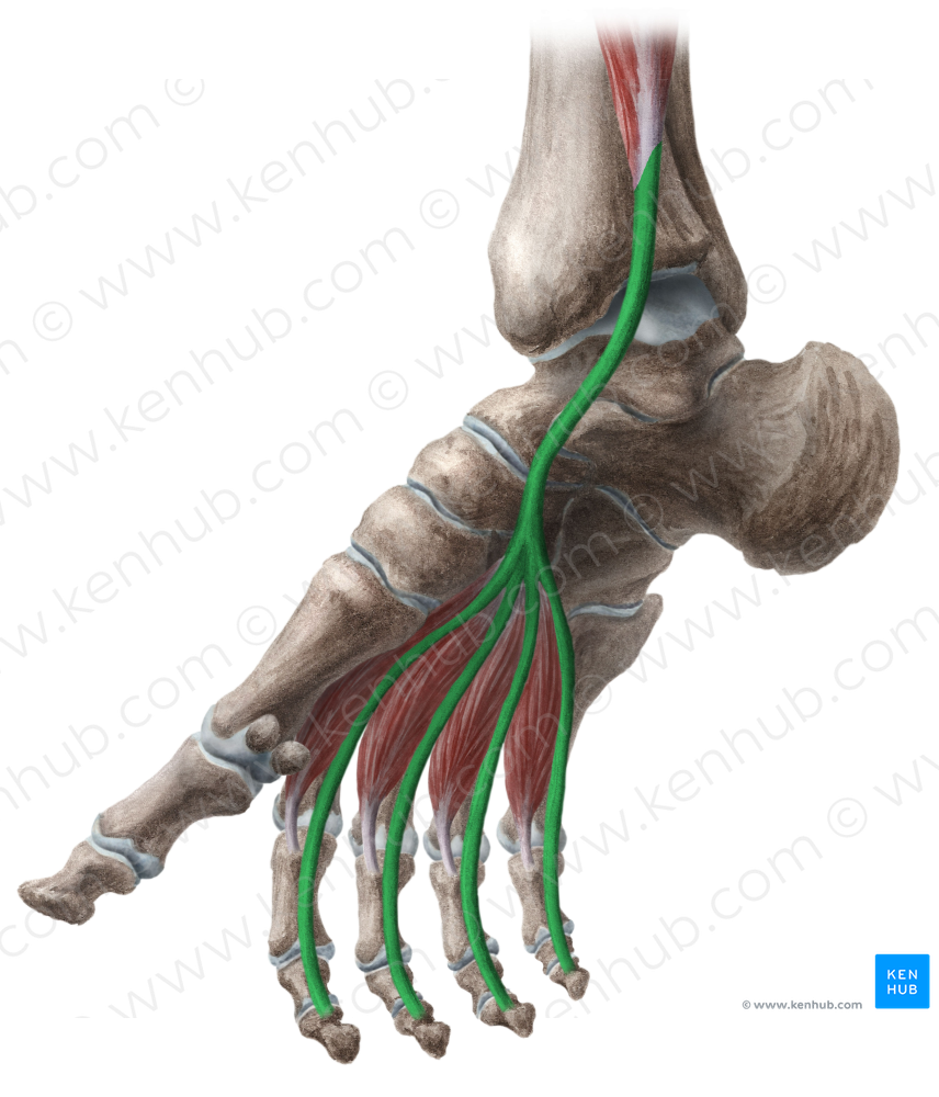 Tendons of flexor digitorum longus muscle (#9426)