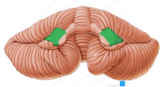 Middle cerebellar peduncle (#7832)