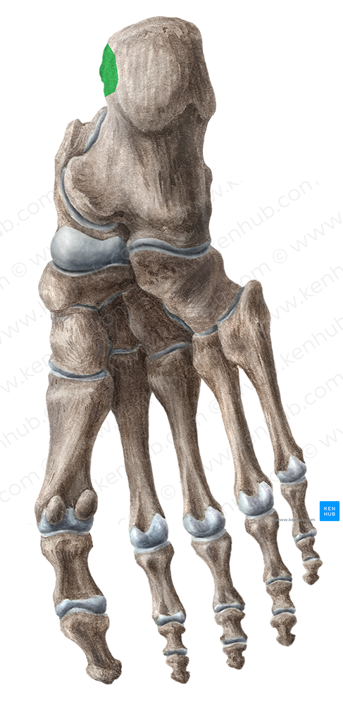 Medial process of calcaneal tuberosity (#8226)