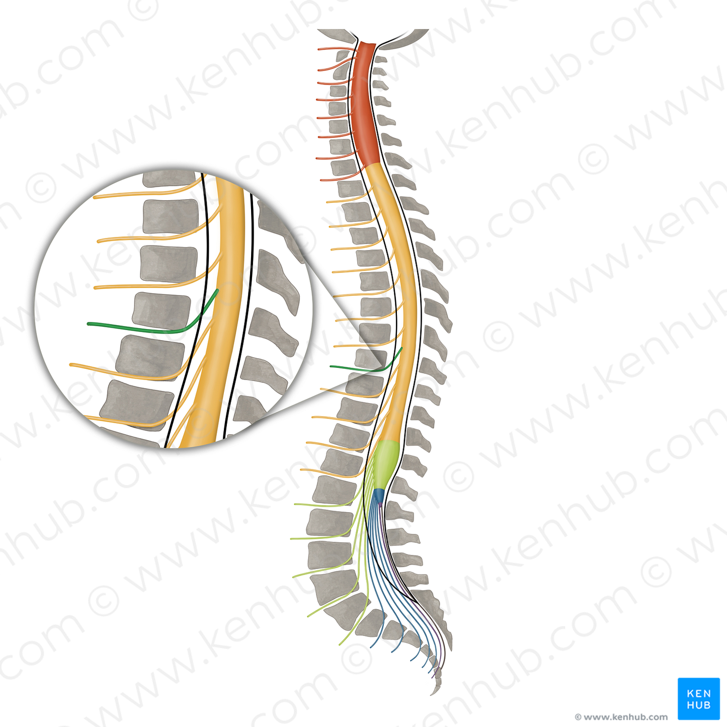 Spinal nerve T8 (#16154)