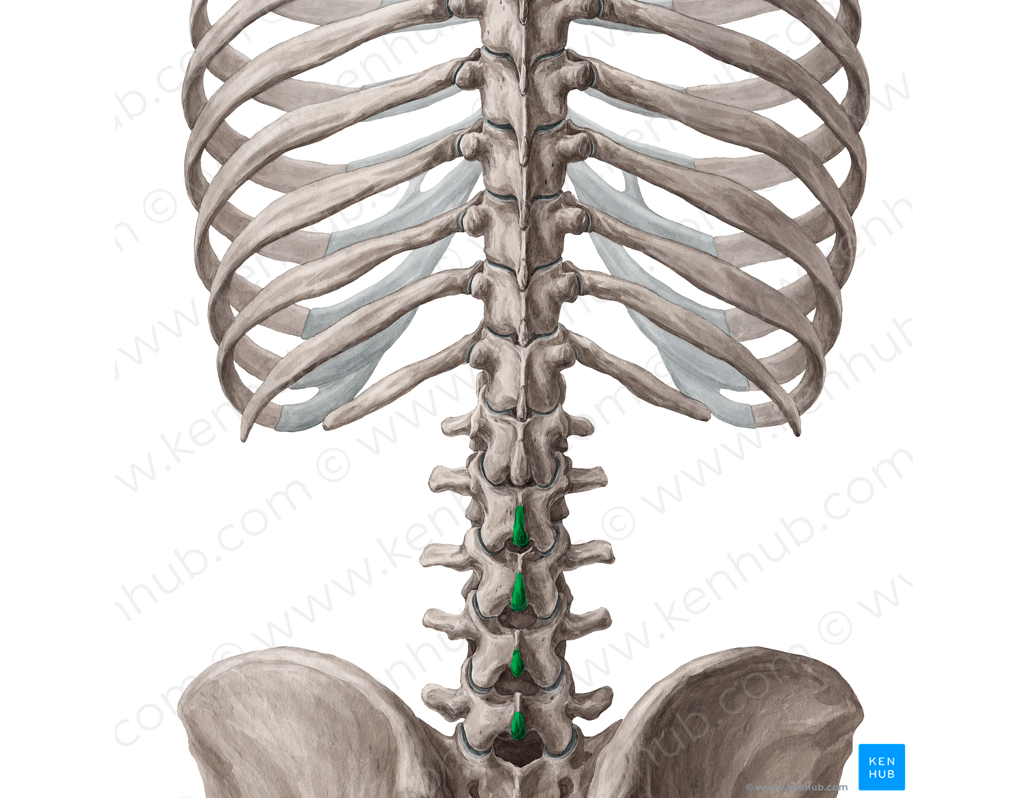Spinous processes of vertebrae L2-L5 (#18540)